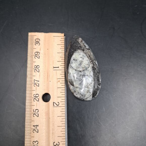 Copied - Orthoceras Fossil, 370 Million Years Old - Picture 5 of 5